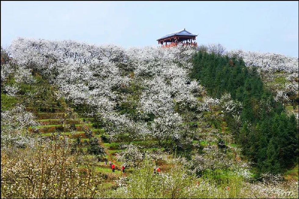 【春天，广西桂林灌阳县向您发出邀请！】我们在灌阳看梨花 - 游山玩水 - 昌吉生活社区 - 昌吉28生活网 changji.28life.net