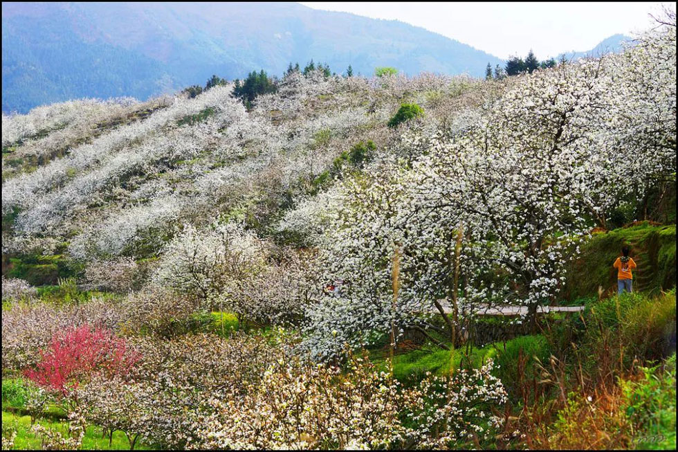 【春天，广西桂林灌阳县向您发出邀请！】我们在灌阳看梨花 - 游山玩水 - 昌吉生活社区 - 昌吉28生活网 changji.28life.net