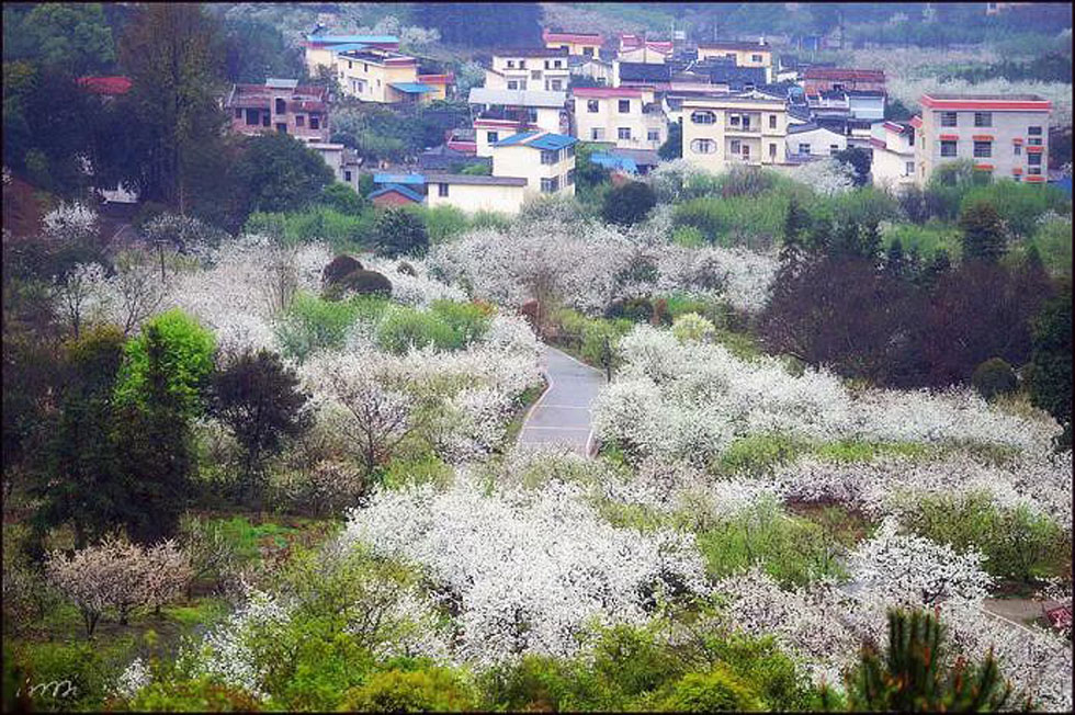 【春天，广西桂林灌阳县向您发出邀请！】我们在灌阳看梨花 - 游山玩水 - 昌吉生活社区 - 昌吉28生活网 changji.28life.net