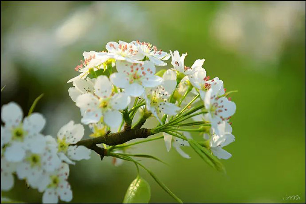 【春天，广西桂林灌阳县向您发出邀请！】我们在灌阳看梨花 - 游山玩水 - 昌吉生活社区 - 昌吉28生活网 changji.28life.net