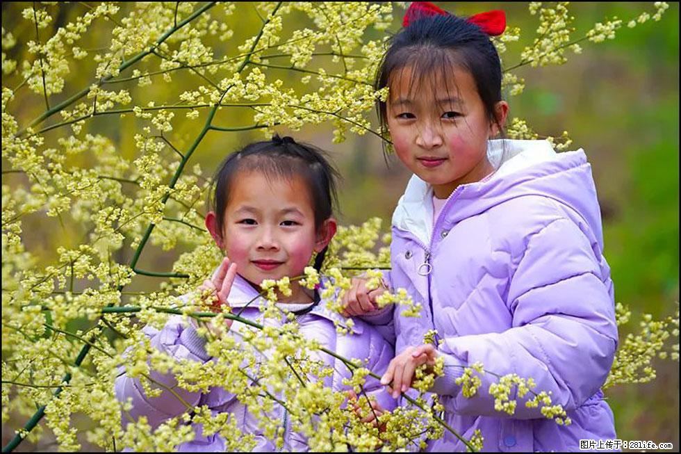 【春天，广西桂林灌阳县向您发出邀请！】米珠山前有片山苍子花在飘香 - 游山玩水 - 昌吉生活社区 - 昌吉28生活网 changji.28life.net