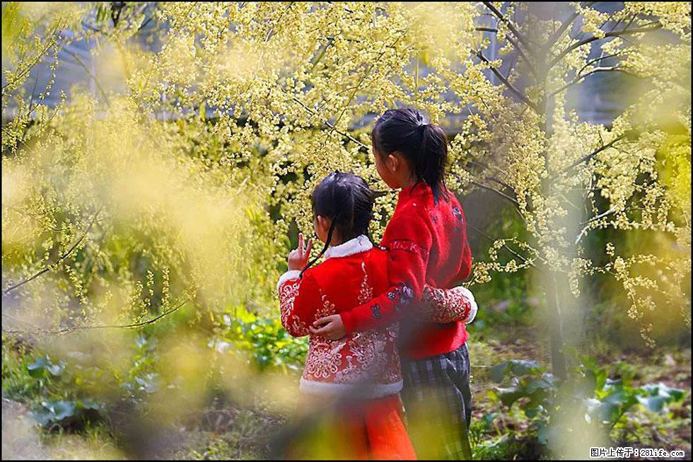 【春天，广西桂林灌阳县向您发出邀请！】米珠山前有片山苍子花在飘香 - 游山玩水 - 昌吉生活社区 - 昌吉28生活网 changji.28life.net