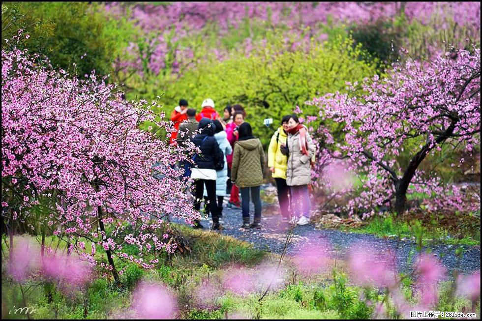 【春天，广西桂林灌阳县向您发出邀请！】官庄村有个醉美的桃花园 - 游山玩水 - 昌吉生活社区 - 昌吉28生活网 changji.28life.net