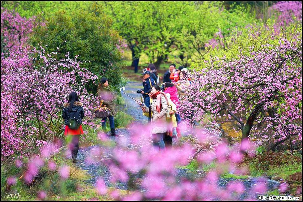 【春天，广西桂林灌阳县向您发出邀请！】官庄村有个醉美的桃花园 - 游山玩水 - 昌吉生活社区 - 昌吉28生活网 changji.28life.net