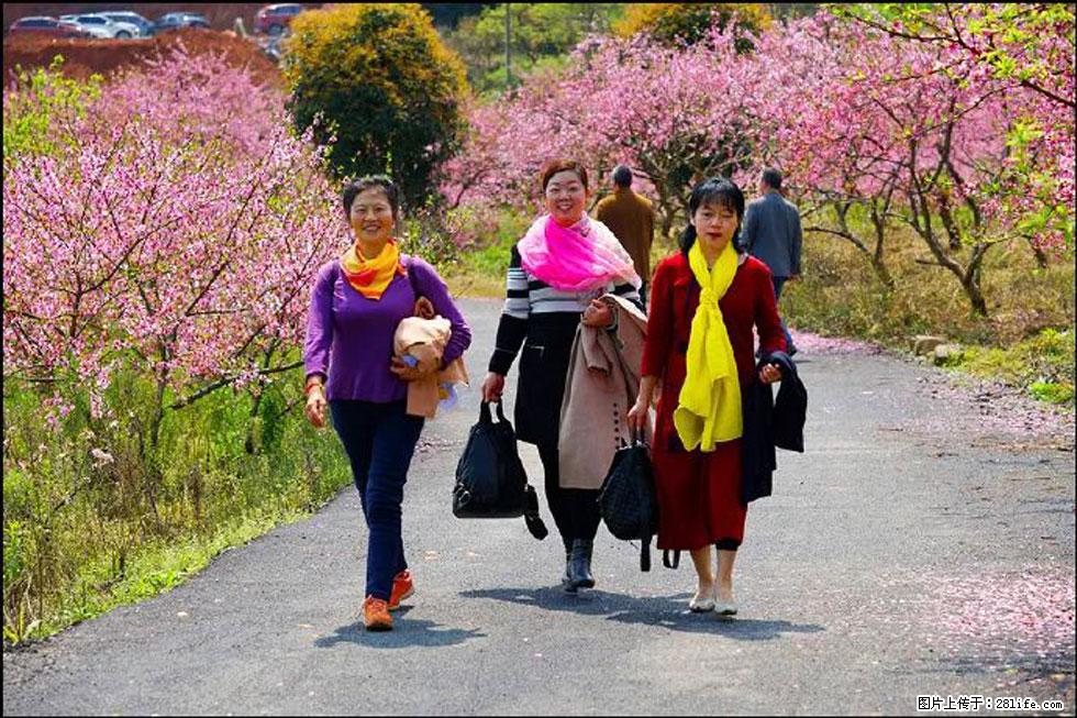【春天，广西桂林灌阳县向您发出邀请！】官庄村有个醉美的桃花园 - 游山玩水 - 昌吉生活社区 - 昌吉28生活网 changji.28life.net