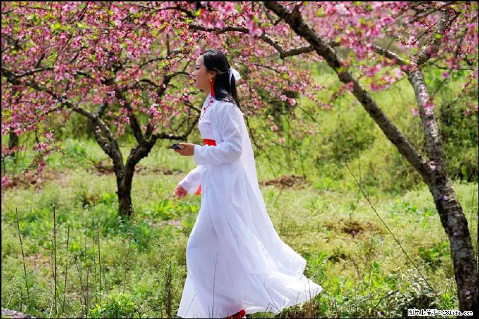 【春天，广西桂林灌阳县向您发出邀请！】官庄村有个醉美的桃花园 - 游山玩水 - 昌吉生活社区 - 昌吉28生活网 changji.28life.net