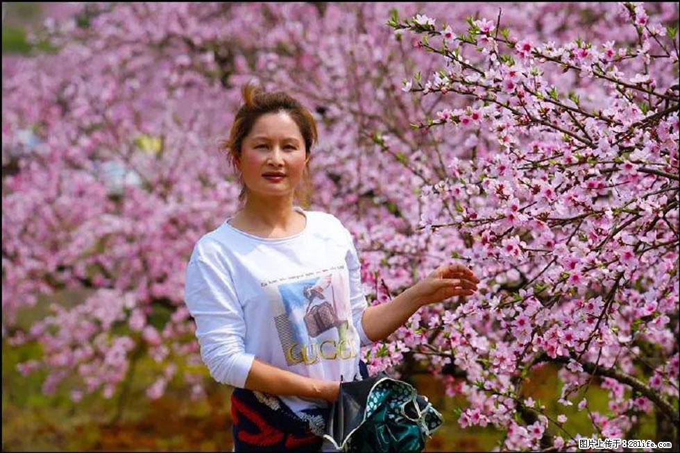 【春天，广西桂林灌阳县向您发出邀请！】官庄村有个醉美的桃花园 - 游山玩水 - 昌吉生活社区 - 昌吉28生活网 changji.28life.net