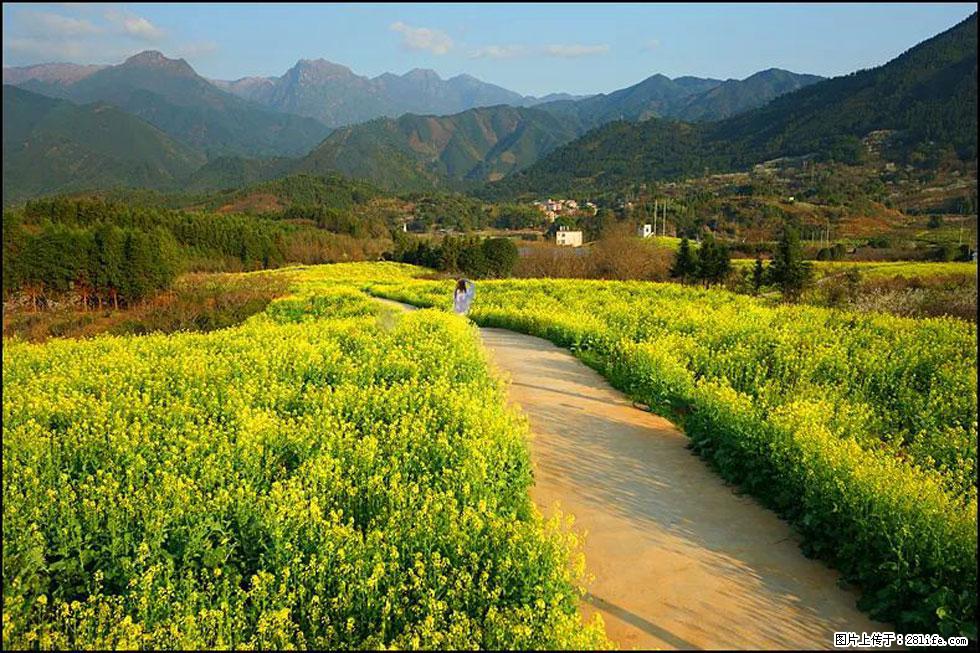 【春天，广西桂林灌阳县向您发出邀请！】长坪村油菜盛情花开 - 游山玩水 - 昌吉生活社区 - 昌吉28生活网 changji.28life.net