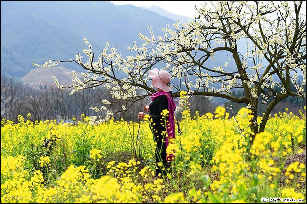 【春天，广西桂林灌阳县向您发出邀请！】长坪村油菜盛情花开 - 游山玩水 - 昌吉生活社区 - 昌吉28生活网 changji.28life.net