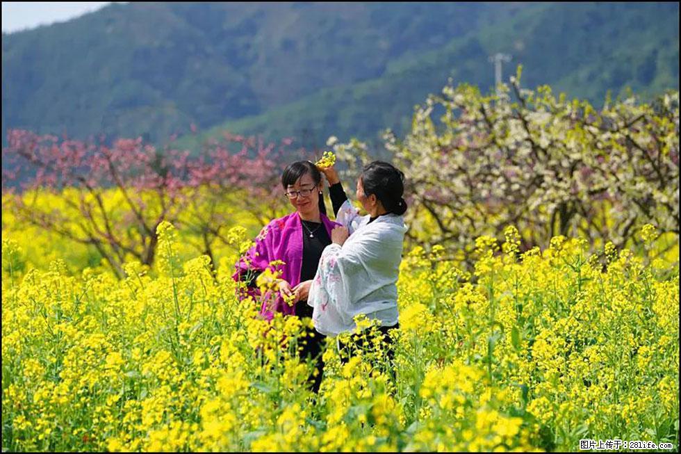 【春天，广西桂林灌阳县向您发出邀请！】长坪村油菜盛情花开 - 游山玩水 - 昌吉生活社区 - 昌吉28生活网 changji.28life.net