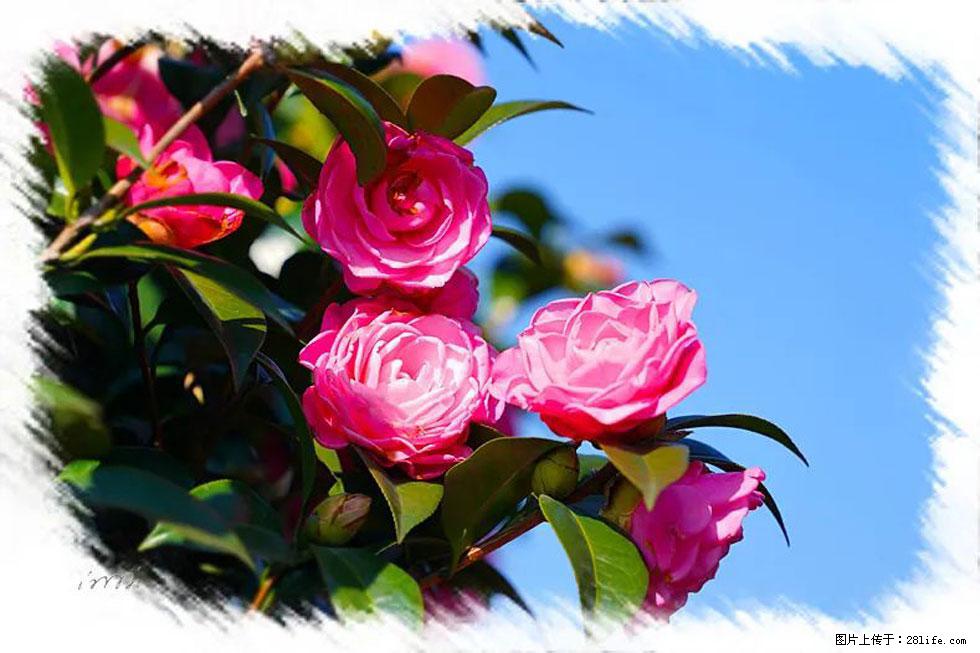 【春天，广西桂林灌阳县向您发出邀请！】杨柳井茶花惹人爱 - 游山玩水 - 昌吉生活社区 - 昌吉28生活网 changji.28life.net
