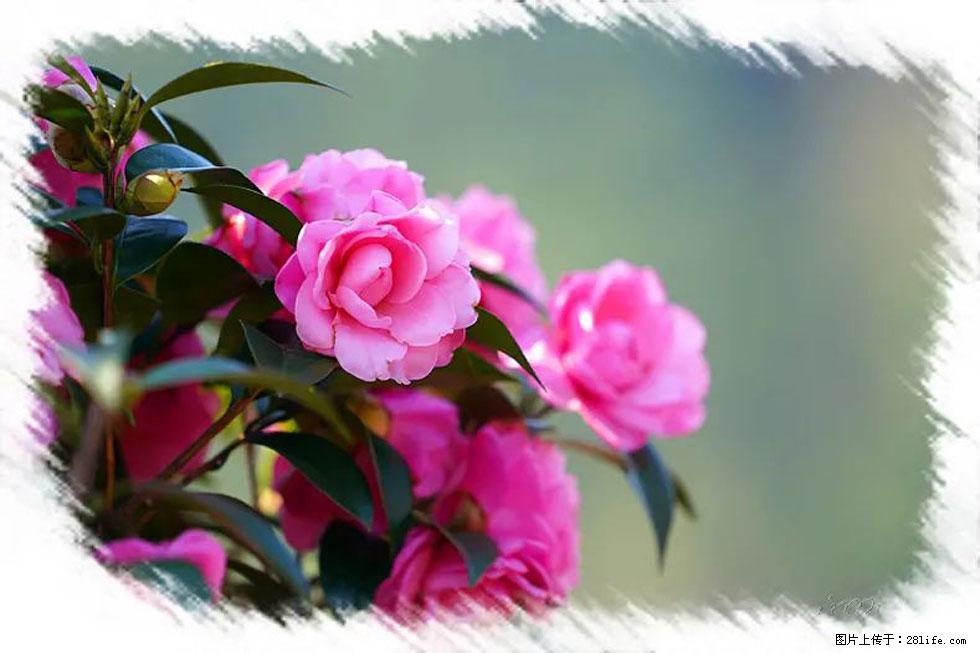 【春天，广西桂林灌阳县向您发出邀请！】杨柳井茶花惹人爱 - 游山玩水 - 昌吉生活社区 - 昌吉28生活网 changji.28life.net
