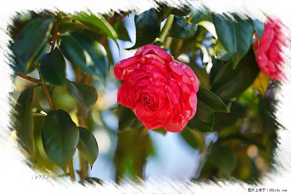 【春天，广西桂林灌阳县向您发出邀请！】杨柳井茶花惹人爱 - 游山玩水 - 昌吉生活社区 - 昌吉28生活网 changji.28life.net