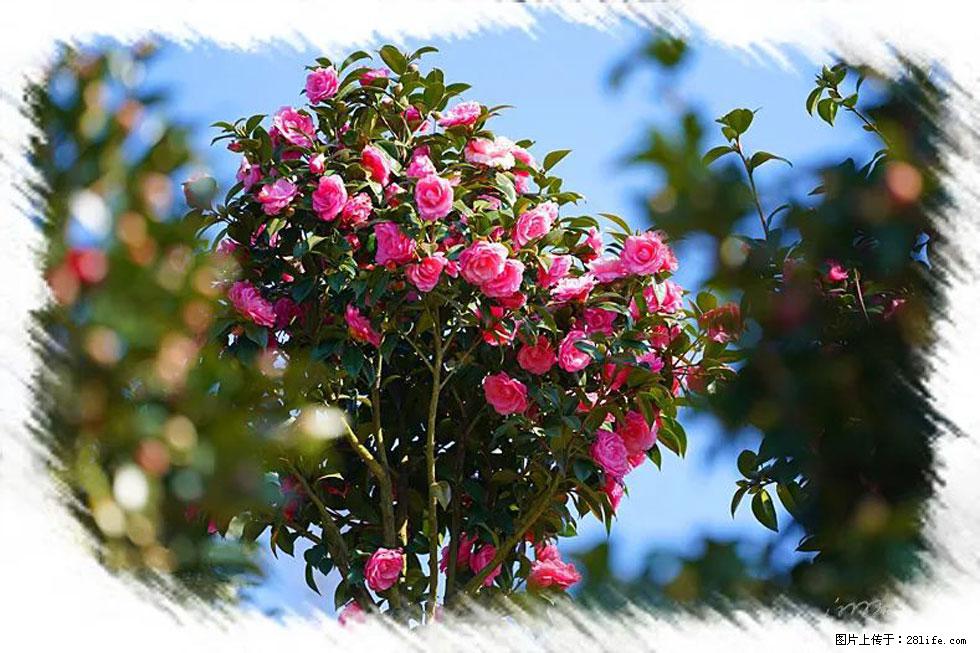 【春天，广西桂林灌阳县向您发出邀请！】杨柳井茶花惹人爱 - 游山玩水 - 昌吉生活社区 - 昌吉28生活网 changji.28life.net