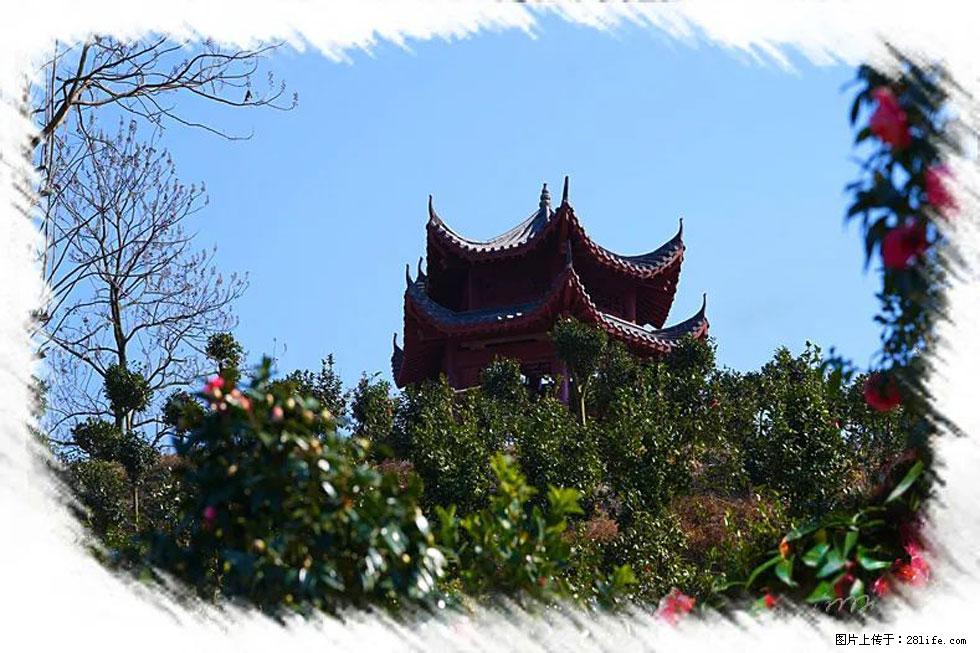 【春天，广西桂林灌阳县向您发出邀请！】杨柳井茶花惹人爱 - 游山玩水 - 昌吉生活社区 - 昌吉28生活网 changji.28life.net