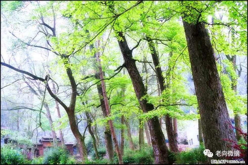 【春天，广西桂林灌阳县向您发出邀请！】在小龙村与春天约会 - 游山玩水 - 昌吉生活社区 - 昌吉28生活网 changji.28life.net