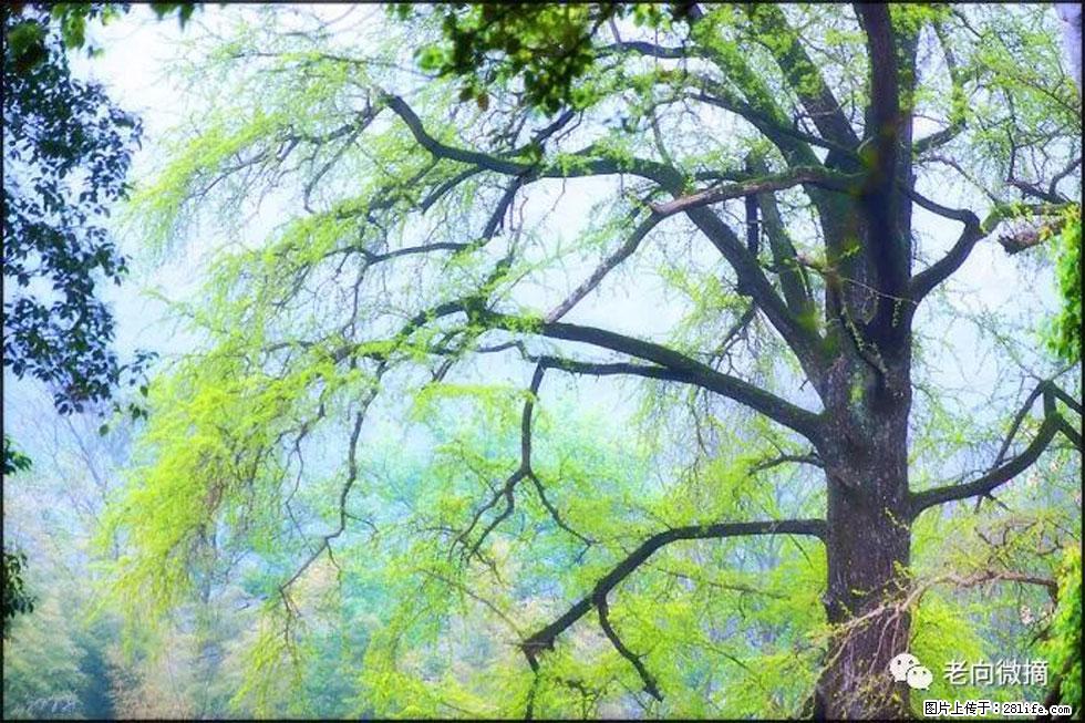 【春天，广西桂林灌阳县向您发出邀请！】在小龙村与春天约会 - 游山玩水 - 昌吉生活社区 - 昌吉28生活网 changji.28life.net