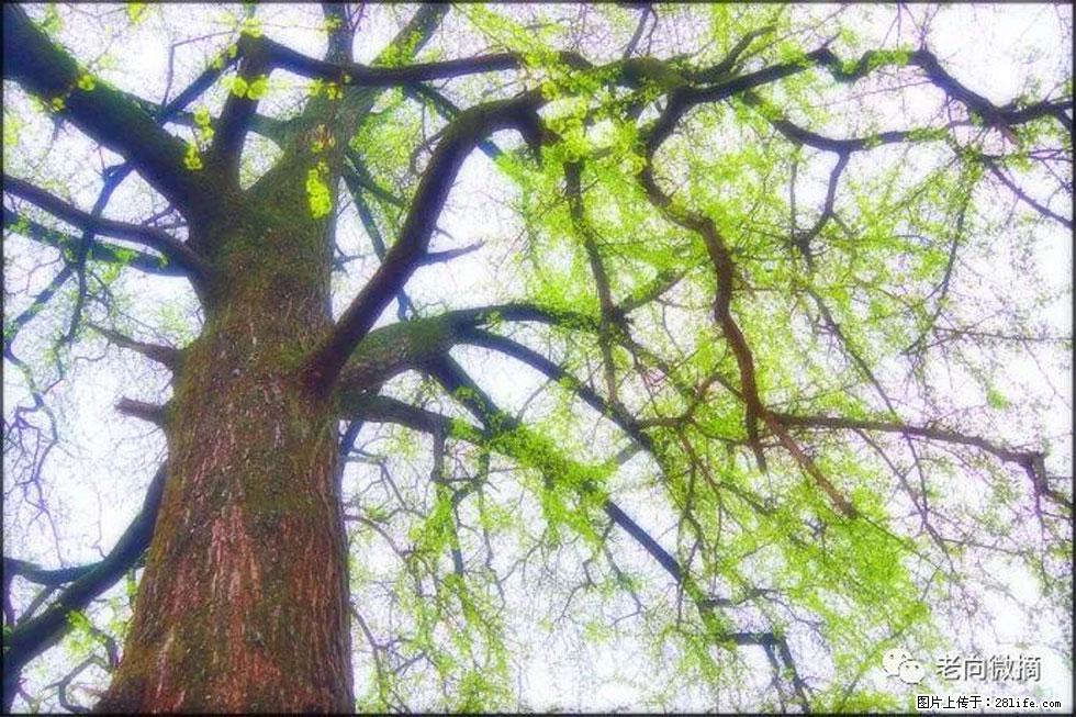 【春天，广西桂林灌阳县向您发出邀请！】在小龙村与春天约会 - 游山玩水 - 昌吉生活社区 - 昌吉28生活网 changji.28life.net