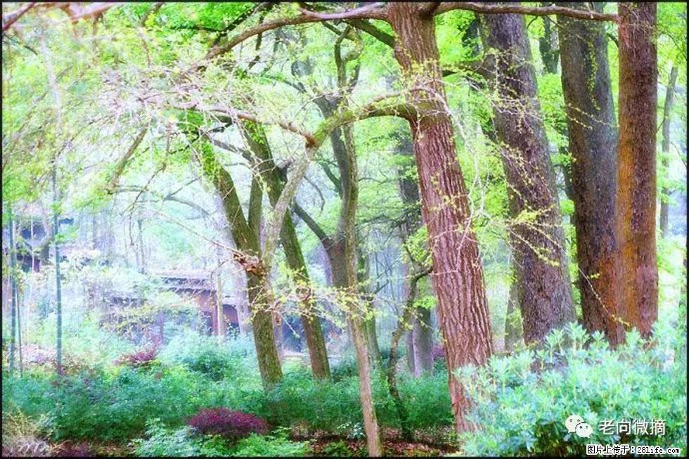 【春天，广西桂林灌阳县向您发出邀请！】在小龙村与春天约会 - 游山玩水 - 昌吉生活社区 - 昌吉28生活网 changji.28life.net
