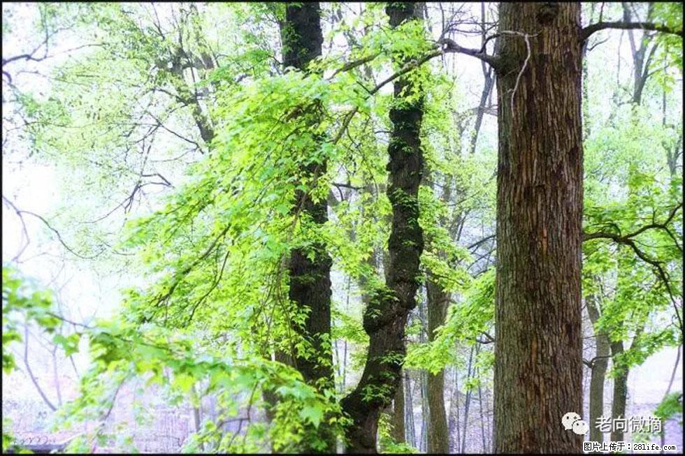 【春天，广西桂林灌阳县向您发出邀请！】在小龙村与春天约会 - 游山玩水 - 昌吉生活社区 - 昌吉28生活网 changji.28life.net