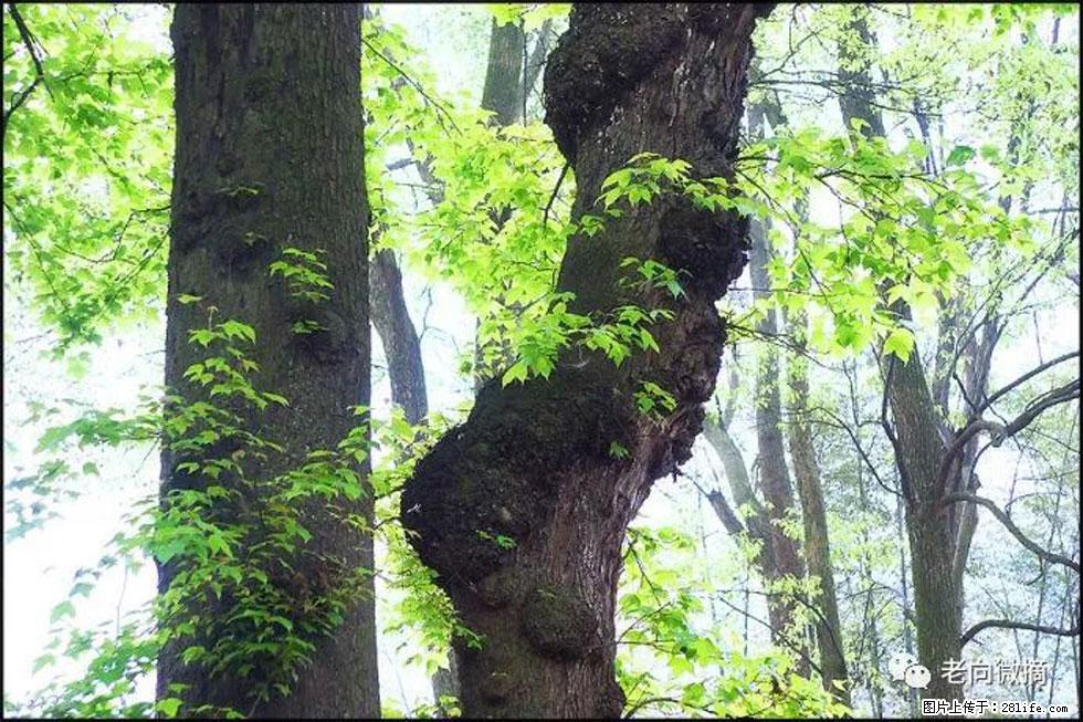 【春天，广西桂林灌阳县向您发出邀请！】在小龙村与春天约会 - 游山玩水 - 昌吉生活社区 - 昌吉28生活网 changji.28life.net