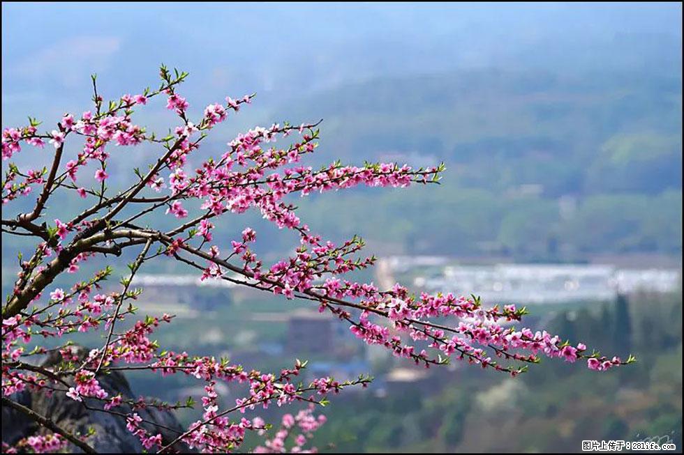 【春天，广西桂林灌阳县向您发出邀请！】望月岭上桃花开 - 游山玩水 - 昌吉生活社区 - 昌吉28生活网 changji.28life.net