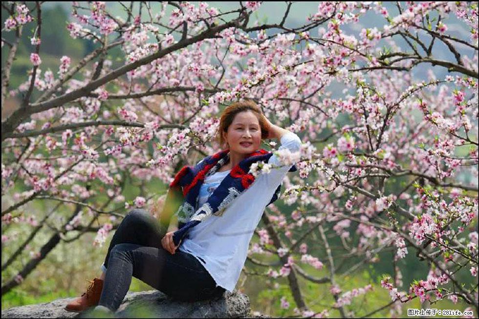 【春天，广西桂林灌阳县向您发出邀请！】望月岭上桃花开 - 游山玩水 - 昌吉生活社区 - 昌吉28生活网 changji.28life.net
