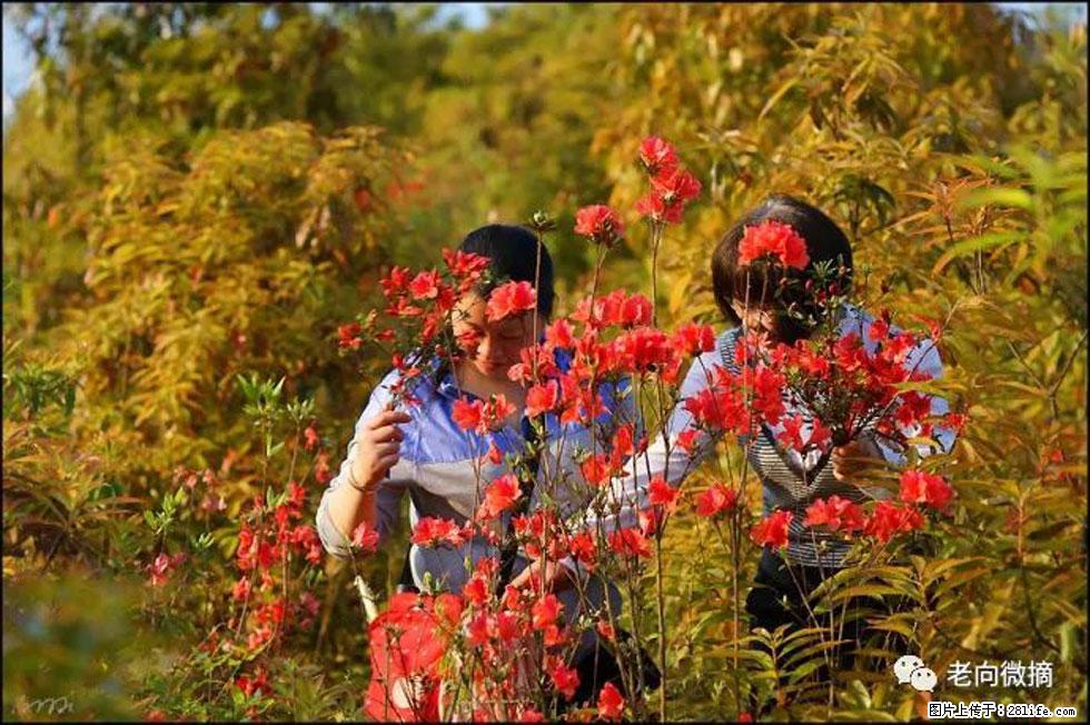 【春天，广西桂林灌阳县向您发出邀请！】登麒麟山，相约映山红 - 游山玩水 - 昌吉生活社区 - 昌吉28生活网 changji.28life.net