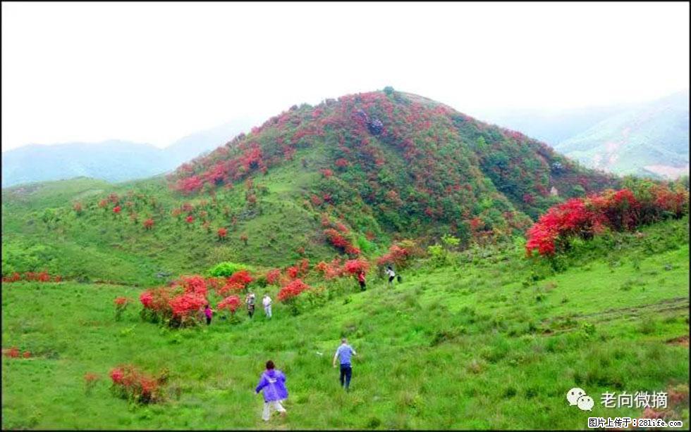 【春天，广西桂林灌阳县向您发出邀请！】宝盖山上映山红 - 游山玩水 - 昌吉生活社区 - 昌吉28生活网 changji.28life.net