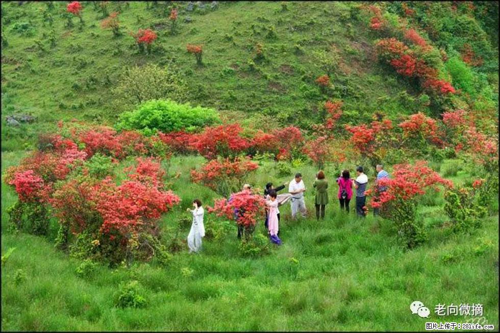 【春天，广西桂林灌阳县向您发出邀请！】宝盖山上映山红 - 游山玩水 - 昌吉生活社区 - 昌吉28生活网 changji.28life.net
