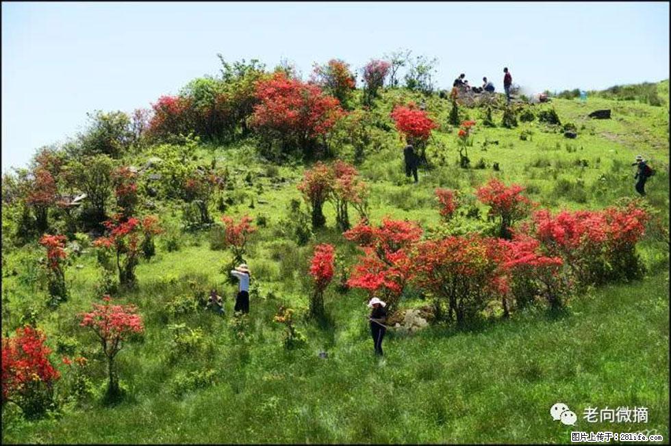 【春天，广西桂林灌阳县向您发出邀请！】宝盖山上映山红 - 游山玩水 - 昌吉生活社区 - 昌吉28生活网 changji.28life.net