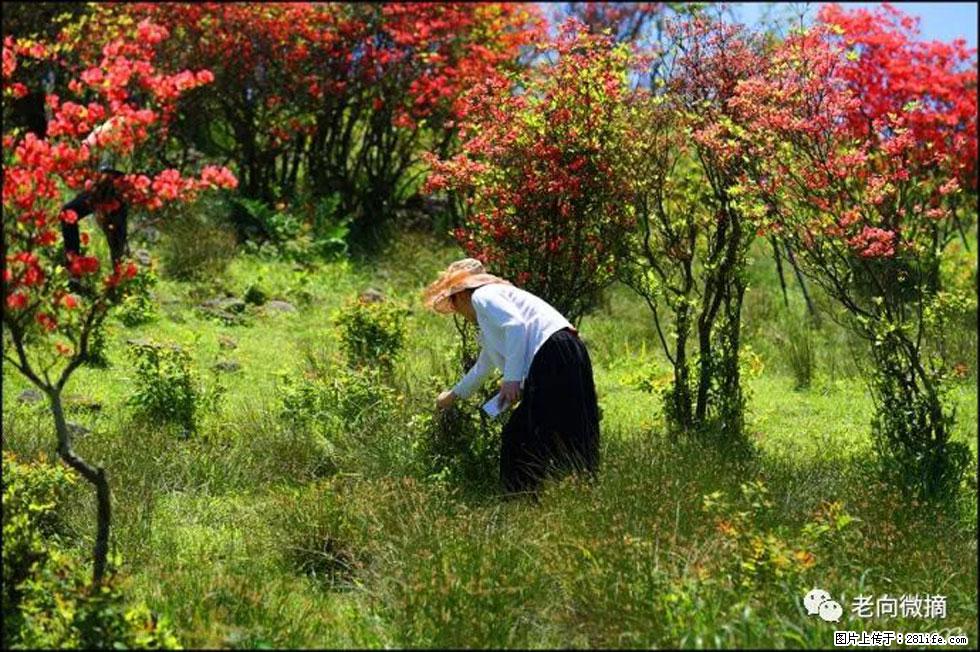 【春天，广西桂林灌阳县向您发出邀请！】宝盖山上映山红 - 游山玩水 - 昌吉生活社区 - 昌吉28生活网 changji.28life.net