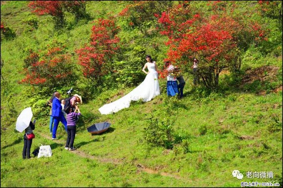 【春天，广西桂林灌阳县向您发出邀请！】宝盖山上映山红 - 游山玩水 - 昌吉生活社区 - 昌吉28生活网 changji.28life.net