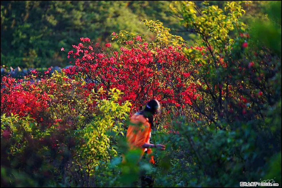【春天，广西桂林灌阳县向您发出邀请！】春木界上映山红 - 游山玩水 - 昌吉生活社区 - 昌吉28生活网 changji.28life.net
