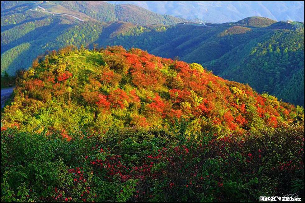 【春天，广西桂林灌阳县向您发出邀请！】春木界上映山红 - 游山玩水 - 昌吉生活社区 - 昌吉28生活网 changji.28life.net