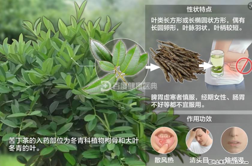 苦丁茶有哪些功效和作用 - 生活百科 - 昌吉生活社区 - 昌吉28生活网 changji.28life.net