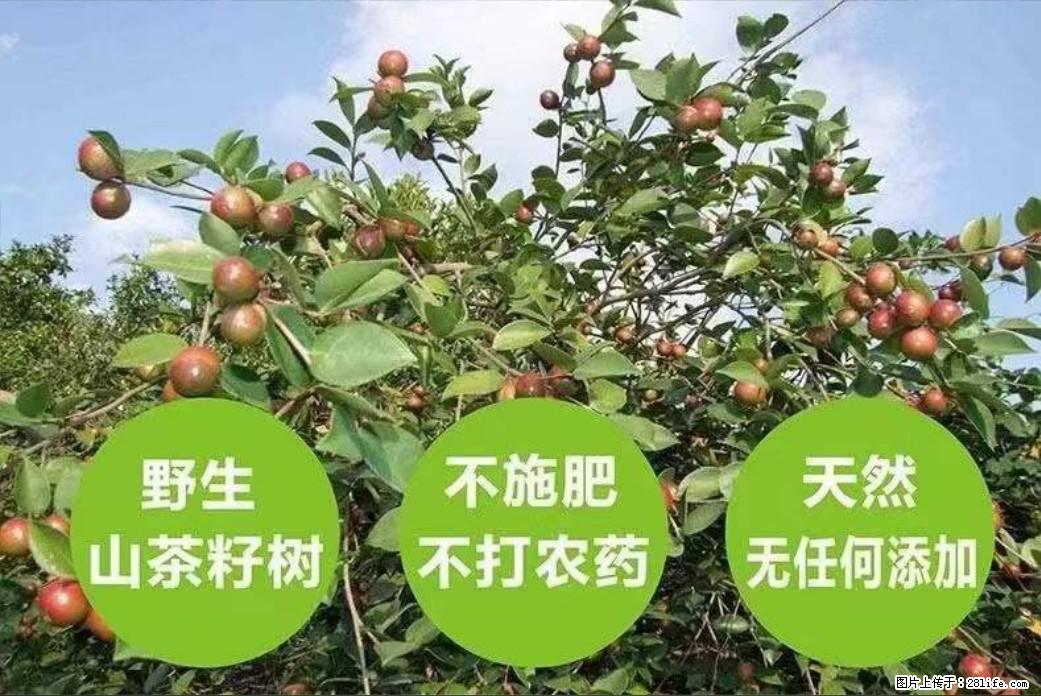 【灌阳县油茶产业示范区】一个有着充实的精神生活的人，对待身外之物自会有一种淡泊的态度 - 美食天地 - 昌吉生活社区 - 昌吉28生活网 changji.28life.net