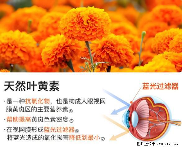 叶黄素有什么功效和作用 - 生活百科 - 昌吉生活社区 - 昌吉28生活网 changji.28life.net