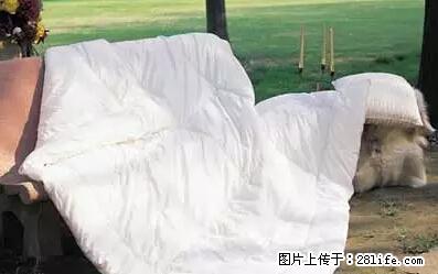 被子有异味?只要这样做,比晒太阳还强100倍! - 家居生活 - 昌吉生活社区 - 昌吉28生活网 changji.28life.net