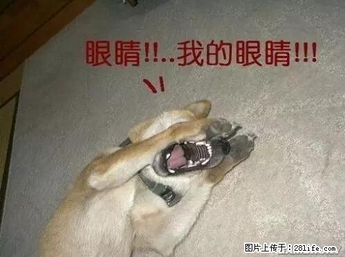 笑癫了！一女的怀孕三年未生，他终于忍不住了... - 娱乐八卦 - 昌吉生活社区 - 昌吉28生活网 changji.28life.net