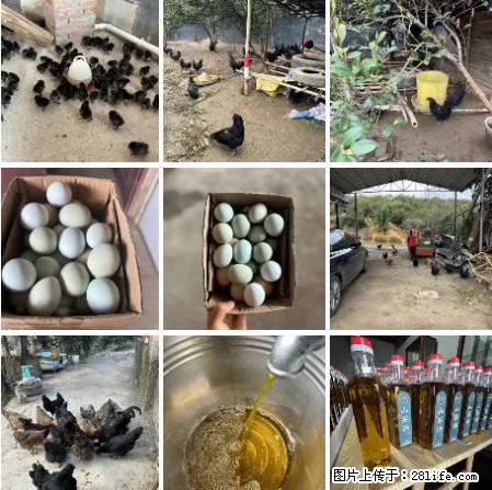 油茶园从小鸡仔开始养起的纯土鸡、土鸡蛋可以预定啦！还有前几天刚榨的纯山茶油哦 - 美食天地 - 昌吉生活社区 - 昌吉28生活网 changji.28life.net
