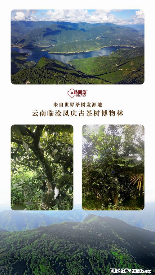 时间果百年古树2025年春红茶 - 购物交流 - 昌吉生活社区 - 昌吉28生活网 changji.28life.net