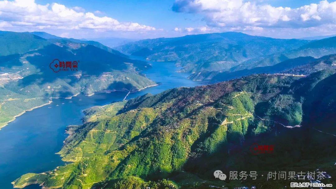 时间果百年古树龙珠普洱生茶 - 购物交流 - 昌吉生活社区 - 昌吉28生活网 changji.28life.net