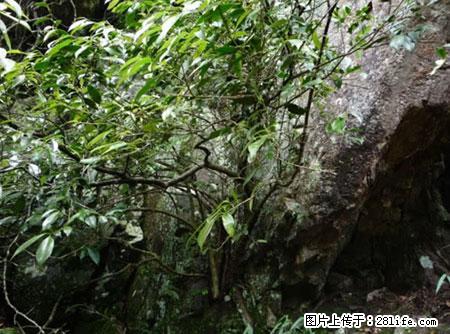 平乐石崖茶，珍贵仅次于金花茶 - 昌吉生活资讯 - 昌吉28生活网 changji.28life.net
