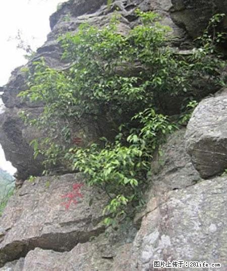 平乐石崖茶，珍贵仅次于金花茶 - 昌吉生活资讯 - 昌吉28生活网 changji.28life.net
