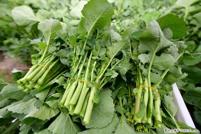 这些蔬菜是“天然钙片”，这6种被医生重点推荐 - 昌吉生活资讯 - 昌吉28生活网 changji.28life.net